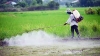Thuốc trừ cỏ cắt ngon hay diệt tận gốc?